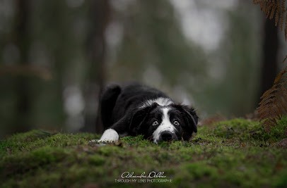 Throughmylens Photographie, Photographe à Saint-Rémy-l'Honoré