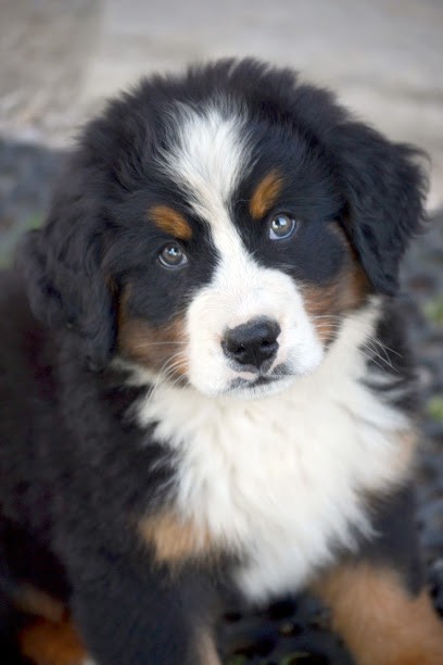Mireille Bruyère Photographe Et Editeur De Cartes Postales, Photographe à Yssingeaux