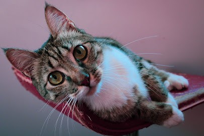 Animalement, Photographe à Moissac