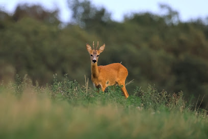 Lorraine Wildlife Nature, Photographe à Colombey-les-Belles