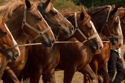 Photo Lavin, Développement de Photos à Carentoir