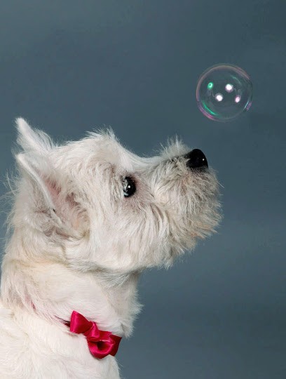 Patrick BULANGER, Photographe à Poissy