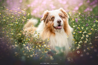 Lily à Tout Prix, Photographe à Saleilles