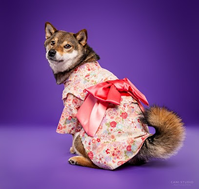 Cani Studio - Photographie Canine, Photographe à Gap