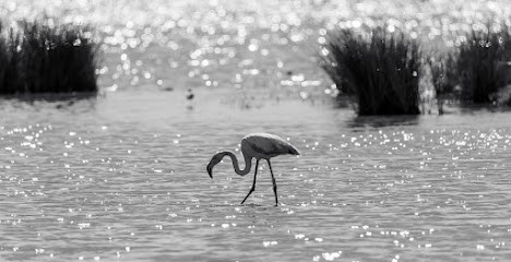 Thomas Gonin Photographe, Photographe à La Ciotat