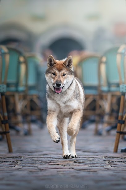 Objectif-Chien, Photographe à La Madeleine
