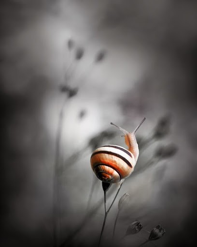 Cyril Verron Photographie, Photographe à Thenon