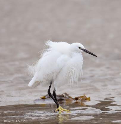 Brunet Evelyne, Photographe à Saint-Malo