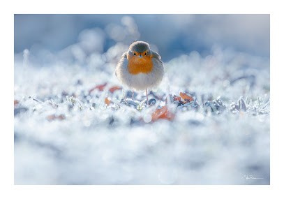 Sylvain Rouvier Photographie, Photographe à Pimorin