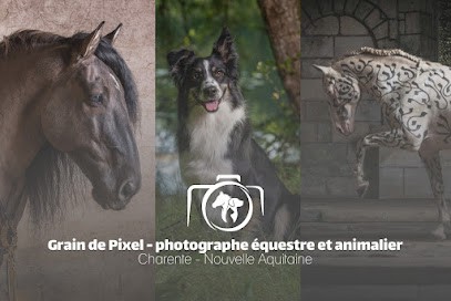 Grain De Pixel - Photographe équestre Et Canin, Photographe à Gond-Pontouvre