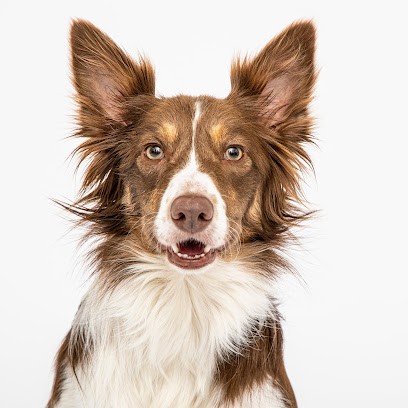 Thomas Nazaret Photographie, Photographe à Vaux-sur-Seine