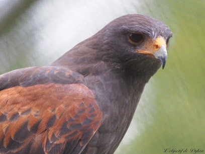 L'objectif De Dylan, Photographe Animalier, Photographe à Saint-Savin