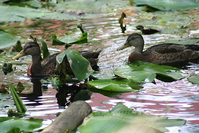 Nature & Portrait, Photographe à Lorient