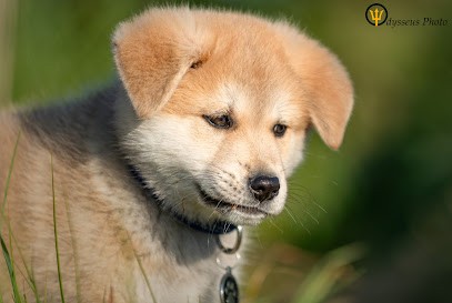 Odysseus Photo / Photographe, Photographe à Fouras