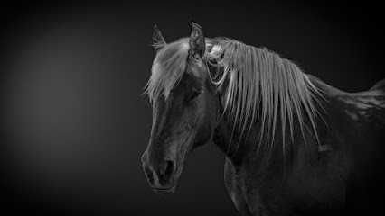 CreatifLens Photographie, Photographe à Bois-de-Gand