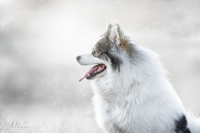 Laurene D. Photography - Photographe Animalier Sarrebourg Moselle, Photographe à Sarrebourg