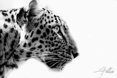 CB LECOUFFE PHOTOGRAPHY, Photographe à Saunay