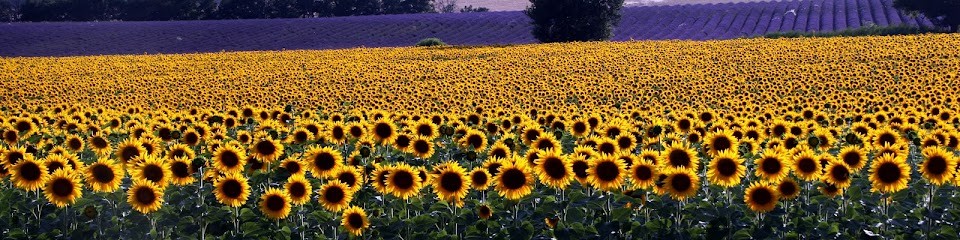 PAUSE PHOTO, Photographe à Mallemoisson