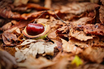 Alexandre SEUX, Photographe à Saint-Maurice-de-Lignon