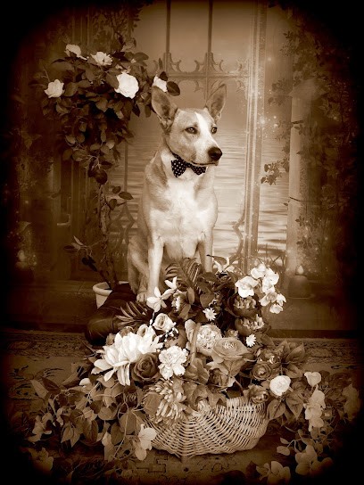 Photo Rétro Oléron, Photographe à Saint-Trojan-les-Bains