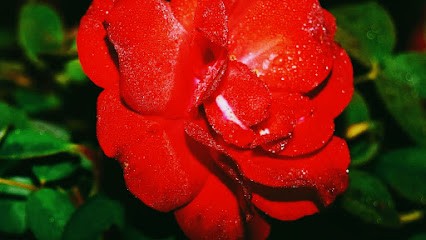 La photo du moment, Photographe à Morhange