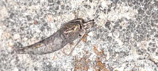 Didier DUPUIS Photographe, Photographe à Cosnes-et-Romain