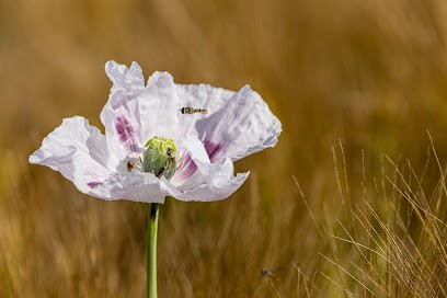 Photographe Studio Deléans, Photographe à Loivre