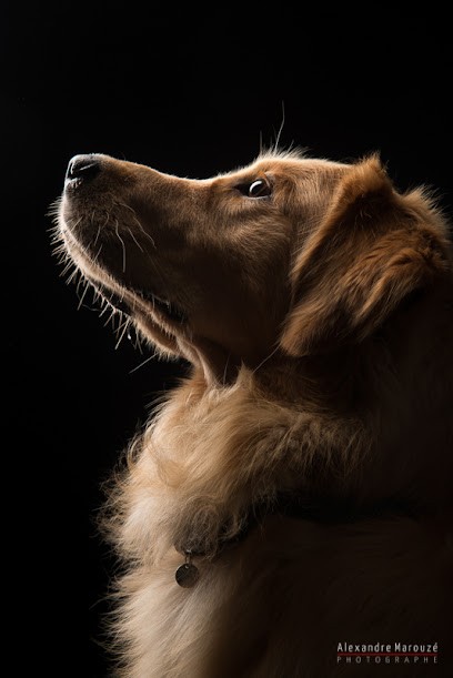 Alexandre Marouzé - Photographe, Photographe à Leers