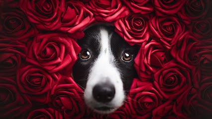 Nina Photographie, Photographe à Montmédy