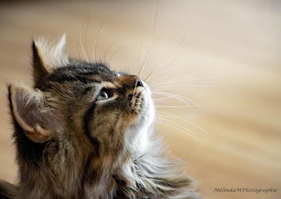 Mélinda Marconi Photographie, Photographe à Saint-Renan