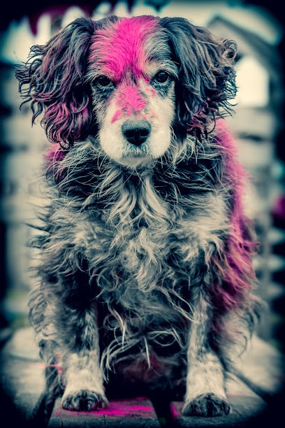 Ac-ewa Photographe, Photographe à Piffonds