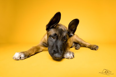 Au Détour D'un Clic Photographe Animaux De Compagnie Et Iris, Photographe à Pontchâteau