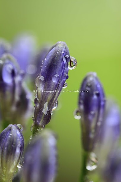 Eric Reiter, Photographe, Photographe à Algrange