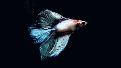 Branwenn photographie shooting, Photographe à Saint-Thois