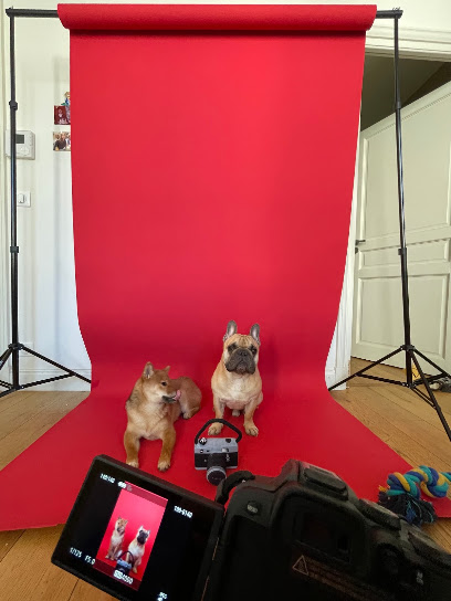 Pattes Et Portraits - Photographe Animalier, Portraits En Studio Et En Nature Photographe à Avignon