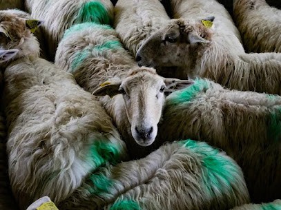 Farm Trotter, Photographe à Biarritz