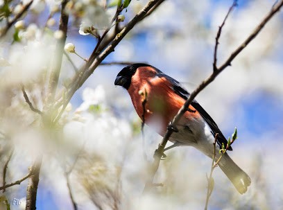 Florent Moreau, Photographe à Meaux