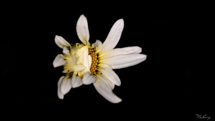 LANG Myriam, Photographe à Phalsbourg