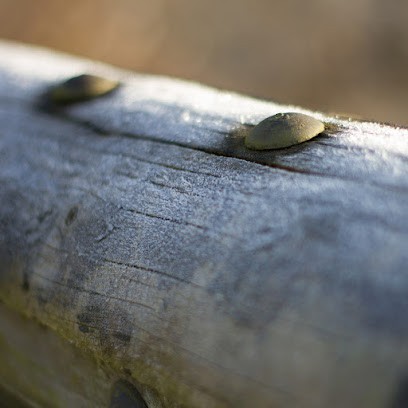Armelle Delamare Photographie, Photographe à Pavilly
