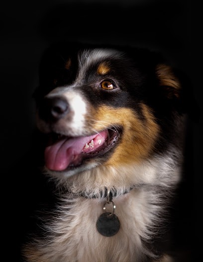 Clichés Aux Poils, Photographe à La Colle-sur-Loup