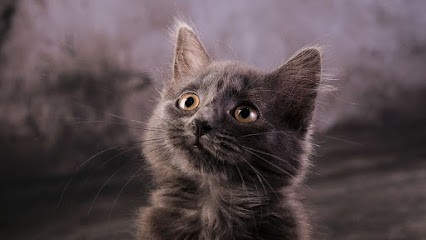 RS.COM : Photographie, Création Graphique, Web Solutions, Photographe à Valognes