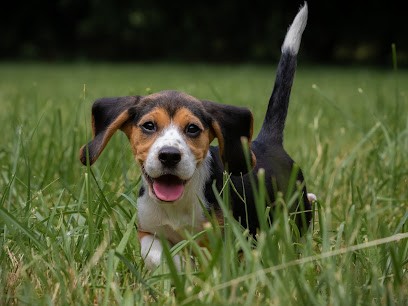 Capture Animaux, Photographe à Massongy