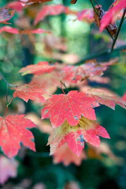 Pi Photographic, Photographe à Fontenay-sous-Bois