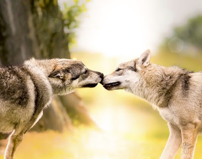 Lueurs Animales, Photographe à Horbourg-Wihr