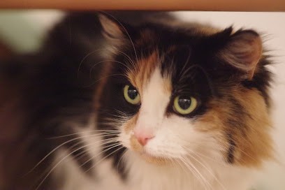 Instants de vie photographie, Photographe à Mer