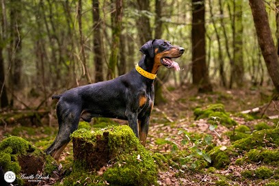 Anaëlle Bosch Photographie, Photographe à Saint-Christophe-du-Ligneron