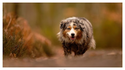 Photos de chien / damien-callens-photographie.fr, Photographe à La Saucelle