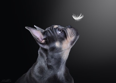 Les Papattes Zen, Photographe à Crusnes