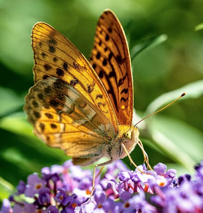 Photographe J'aime Pictures, Photographe à Grigny