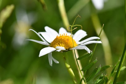 Les 4 Chardons - Photographie, Photographe à Saint-Hilaire-de-Lusignan